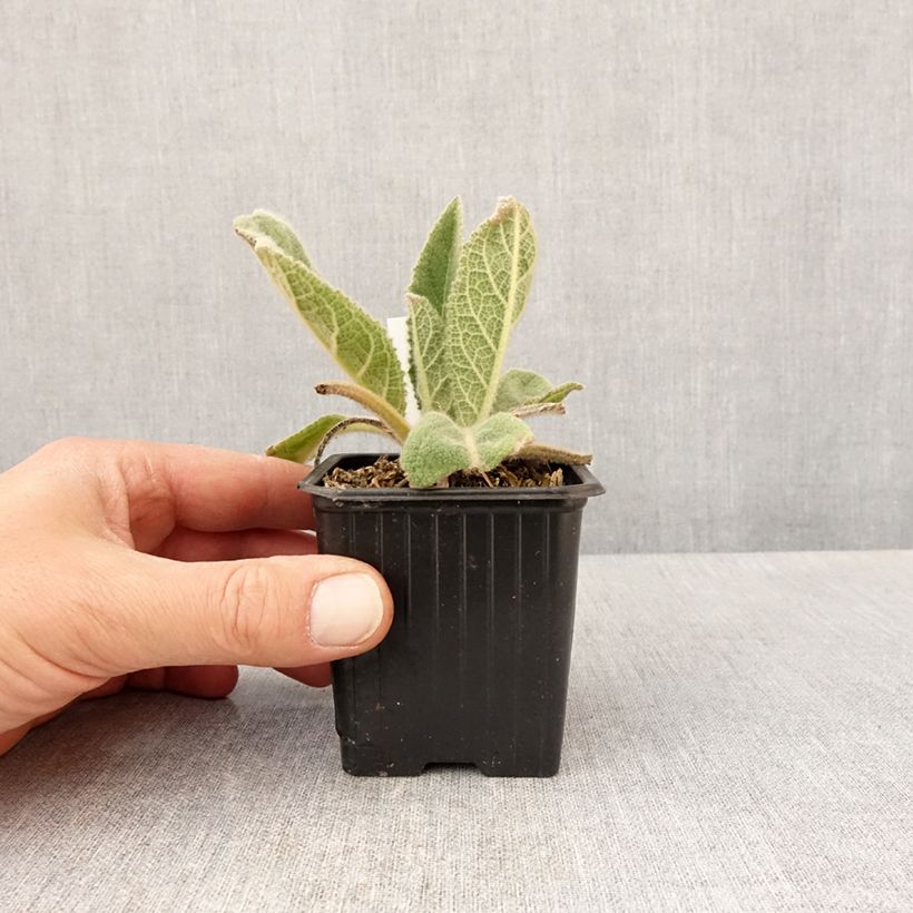 Exemplar von Verbascum thapsus - Kleinblütige Königskerze Kleine Töpfe von 8/9 cm wie im Frühjahr geliefert