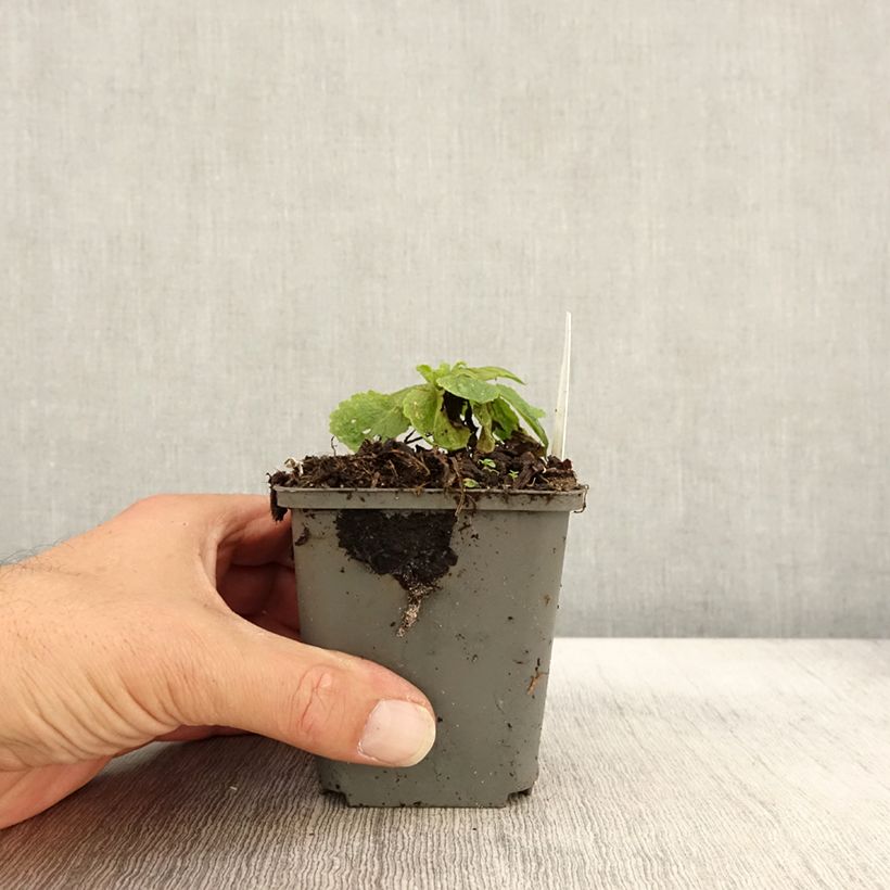 Exemplar von Verbascum chaixii White Domino - Österreichische Königskerze Kleine Töpfe von 8/9 cm wie im Herbst geliefert