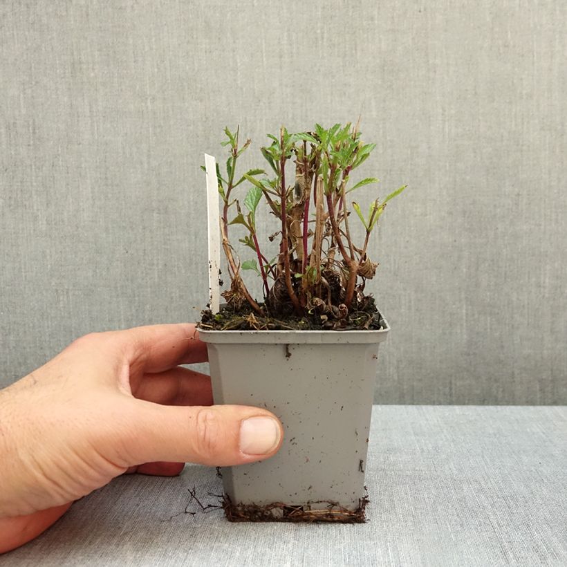Exemplar von Verbena bonariensis Vanity - Argentinisches Eisenkraut Kleine Töpfe von 8/9 cm wie im Herbst geliefert