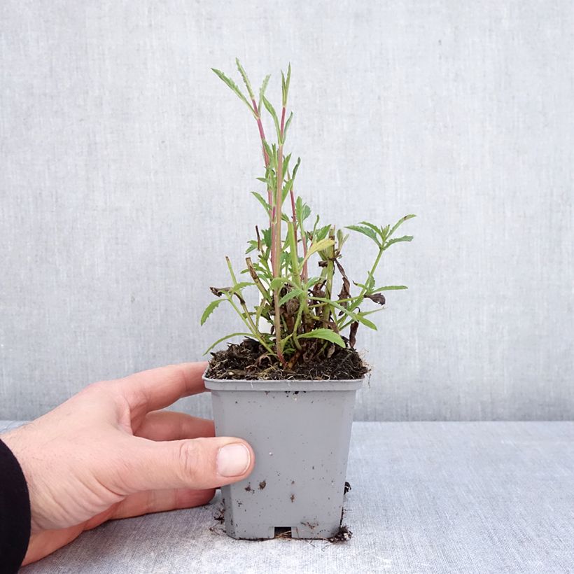Exemplar von Verbena bonariensis Vanity - Argentinisches Eisenkraut Kleine Töpfe von 8/9 cm wie im Frühjahr geliefert