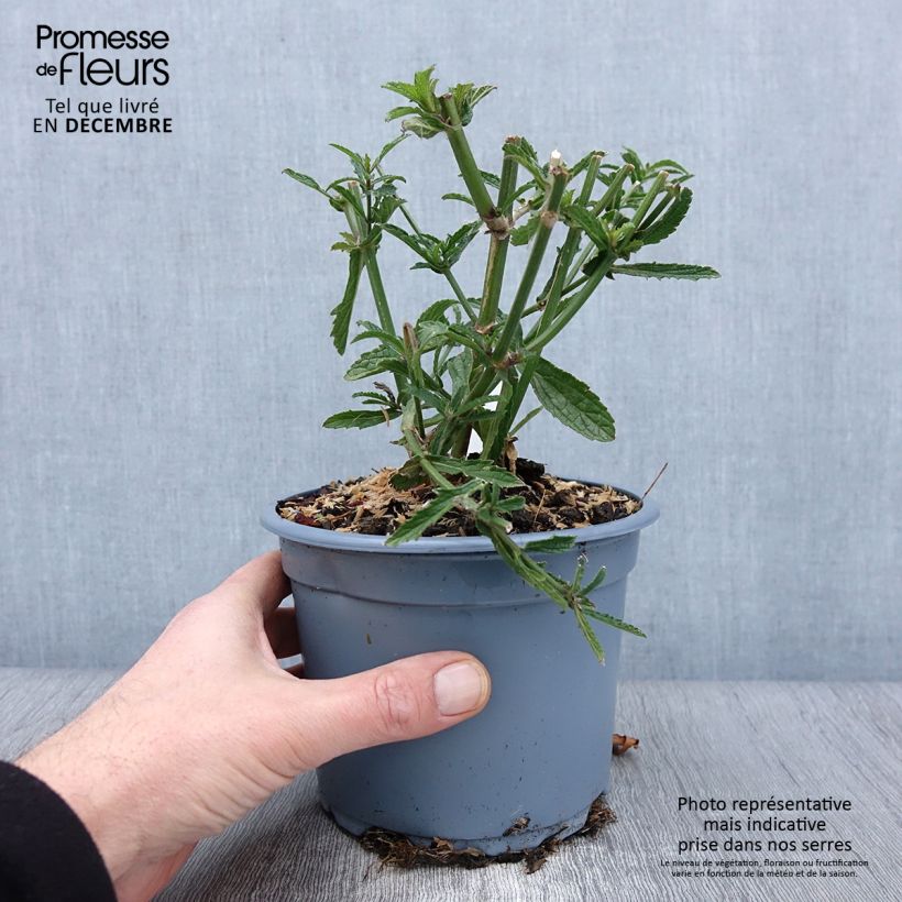 Exemplar von Verbena bonariensis - Argentinisches Eisenkraut Topf mit 2L/3L wie im Herbst geliefert