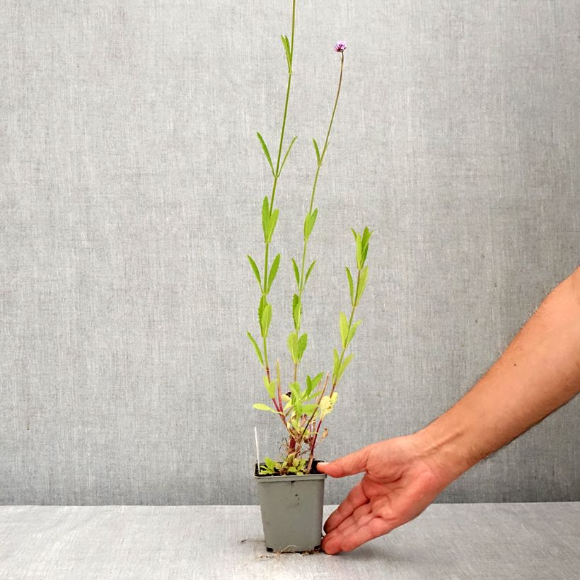 Exemplar von Verbena bonariensis - Argentinisches Eisenkraut Kleine Töpfe von 8/9 cm wie im Herbst geliefert