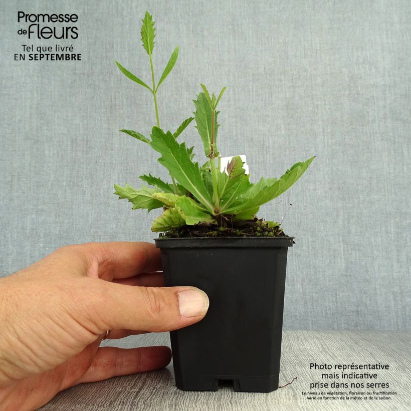Exemplar von Verbena rigida Polaris - Steifes Eisenkraut Kleine Töpfe von 8/9 cm wie im Herbst geliefert