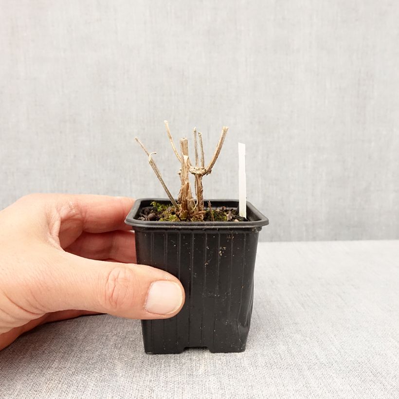 Exemplar von Verbene Lavender Spires Kleine Töpfe von 8/9 cm wie im Frühjahr geliefert