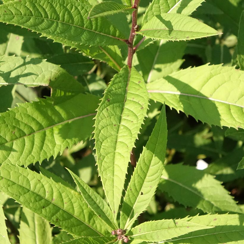 Vernonia arkansana - Arkansas-Scheinaster (Laub)