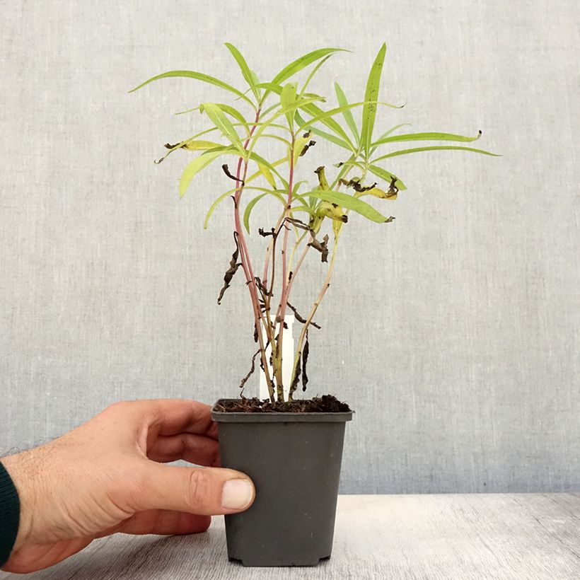 Exemplar von Vernonia baldwinii - Baldwins Scheinaster Kleine Töpfe von 8/9 cm wie im Herbst geliefert