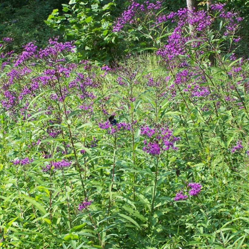 Vernonia gigantea - Hohe Scheinaster (Hafen)