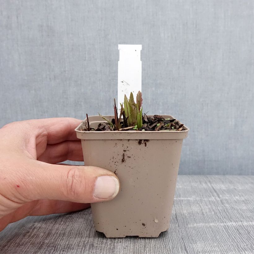 Exemplar von Vernonia gigantea - Hohe Scheinaster Kleine Töpfe von 8/9 cm wie im Frühjahr geliefert