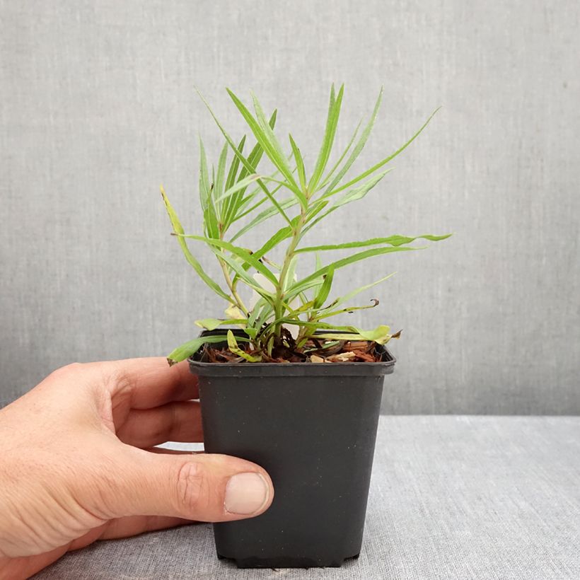 Exemplar von Vernonia lettermannii - Lettermanns Scheinaster Kleine Töpfe von 8/9 cm wie im Herbst geliefert