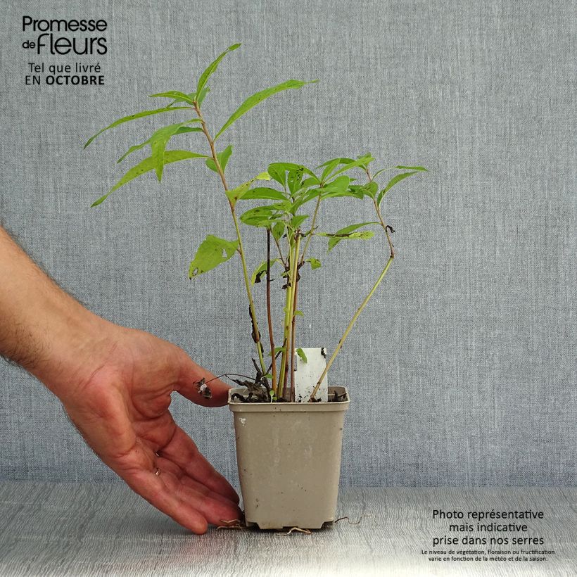 Exemplar von Vernonia noveboracensis - New York Scheinaster Kleine Töpfe von 8/9 cm wie im Herbst geliefert