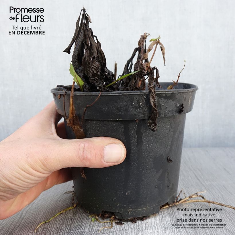 Exemplar von Vernonia noveboracensis White Lightning - Scheinaster Topf mit 2L/3L wie im Herbst geliefert
