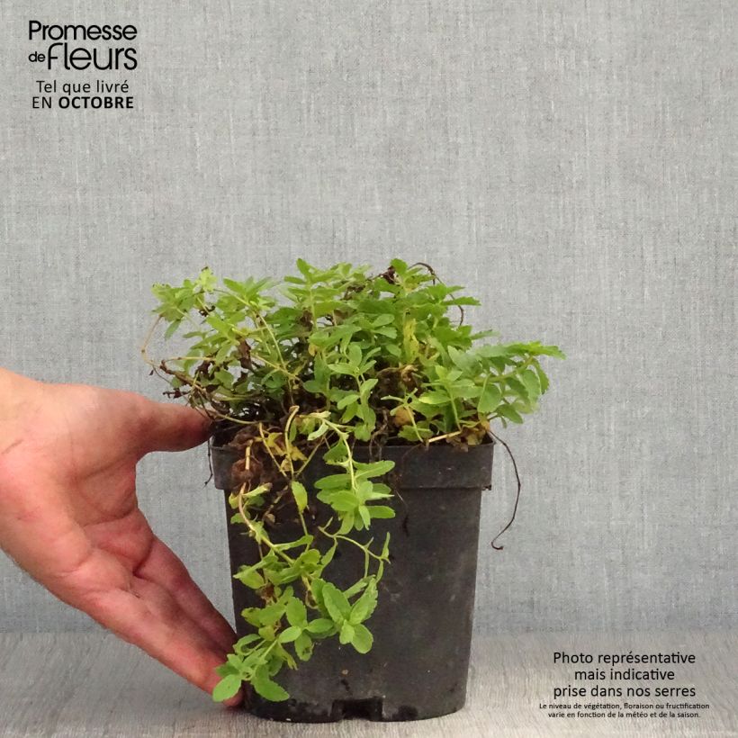 Exemplar von Veronica austriaca Royal Blue - Österreichischer Ehrenpreis Topf mit 2L/3L wie im Herbst geliefert