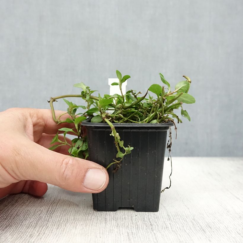Exemplar von Veronica beccabunga - Bachbunge Kleine Töpfe von 8/9 cm wie im Herbst geliefert