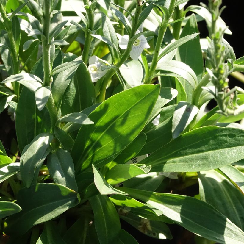 Veronica gentianoides Tissington White - Enzianblättriger Ehrenpreis (Laub)