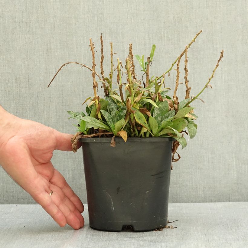 Exemplar von Veronica gentianoides Tissington White - Enzianblättriger Ehrenpreis Topf mit 1,5L/2L wie im Sommer geliefert