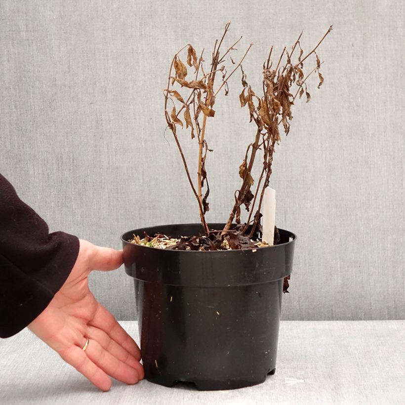 Exemplar von Veronica Lavender Lightsaber - Ehrenpreis Topf mit 2L/3L wie im Winter geliefert