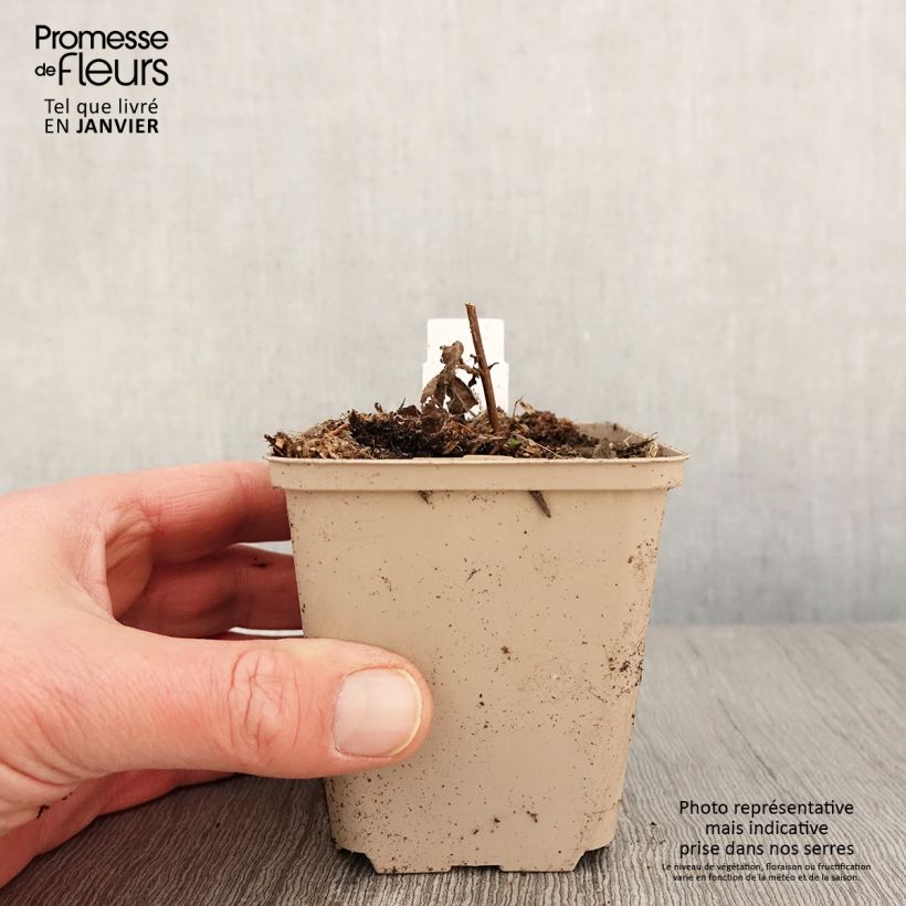 Exemplar von Langblättriger Ehrenpreis Candied Candle - Veronica longifolia Kleine Töpfe von 8/9 cm wie im Winter geliefert