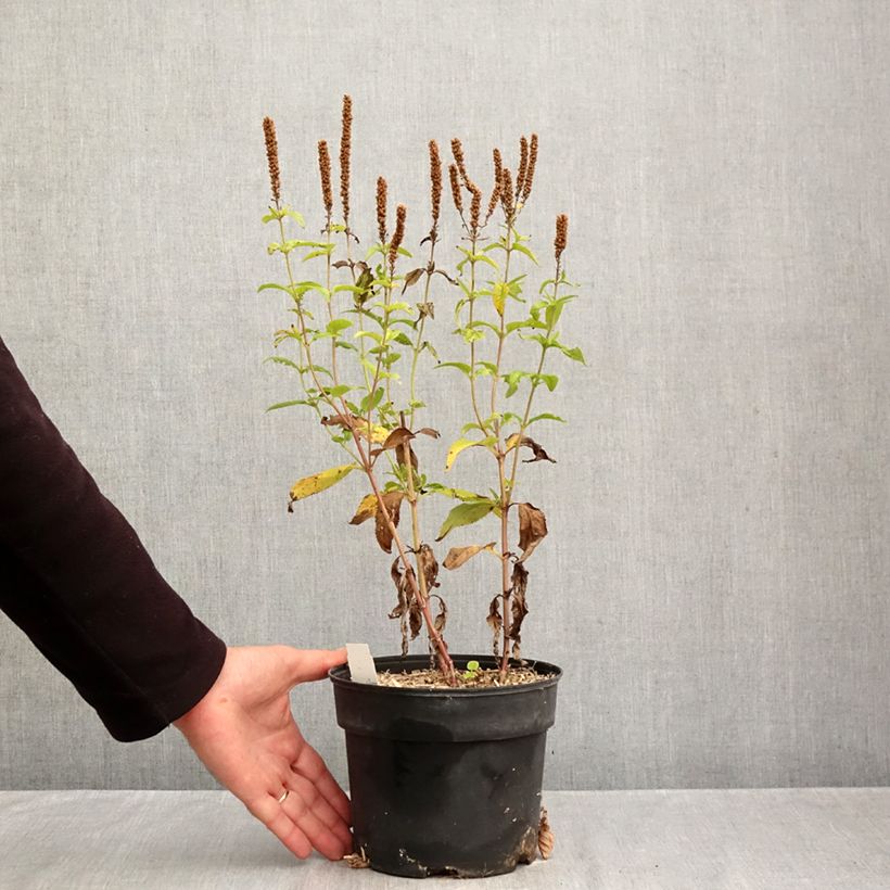 Exemplar von Langblättriger Ehrenpreis First Glory - Veronica longifolia Topf mit 2L/3L wie im Herbst geliefert