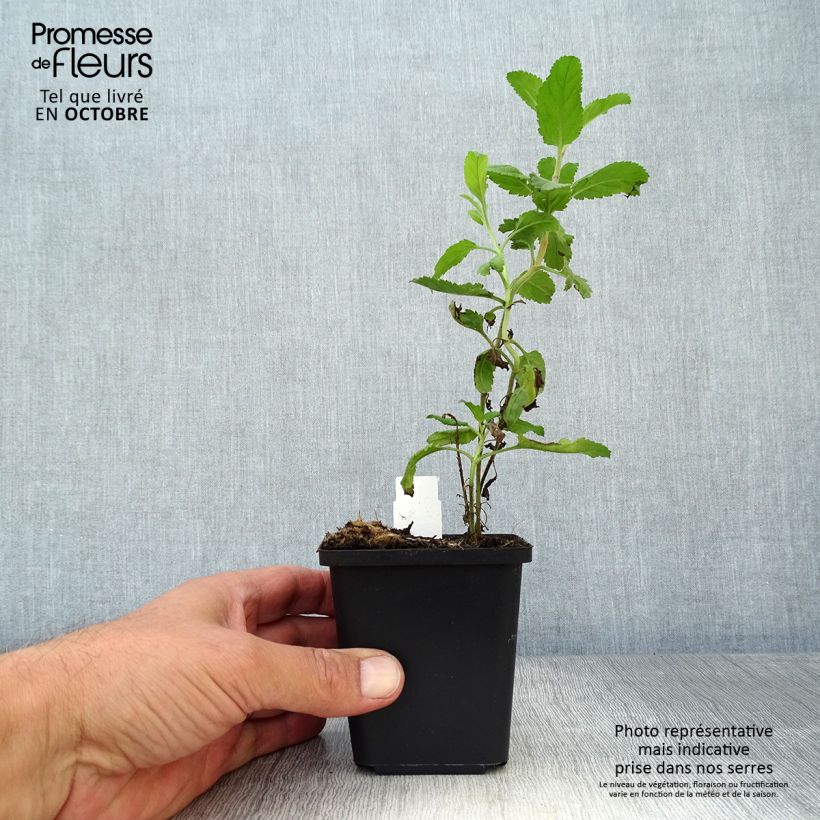 Exemplar von Langblättriger Ehrenpreis - Veronica longifolia Kleine Töpfe von 8/9 cm wie im Herbst geliefert