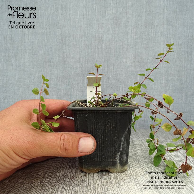 Exemplar von Ehrenpreis Madame Mercier - Veronica petraea Kleine Töpfe von 8/9 cm wie im Herbst geliefert