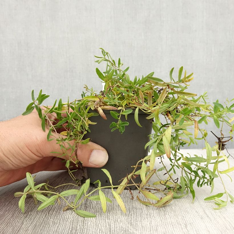 Exemplar von Niederliegender Ehrenpreis Alba - Veronica prostrata Kleine Töpfe von 8/9 cm wie im Herbst geliefert