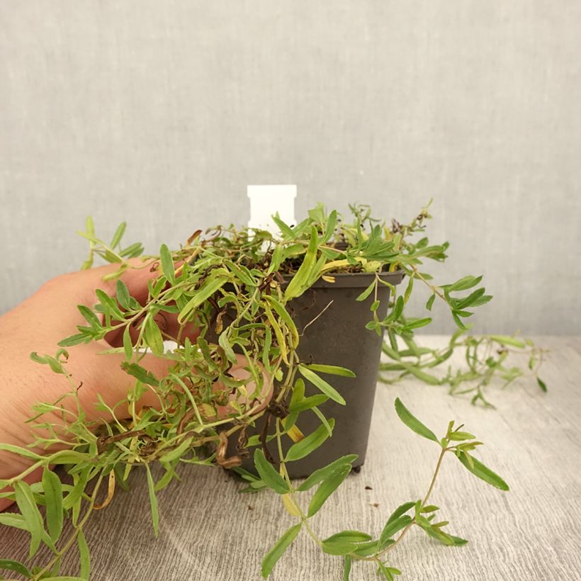Exemplar von Niederliegender Ehrenpreis Alba - Veronica prostrata Kleine Töpfe von 8/9 cm wie im Sommer geliefert