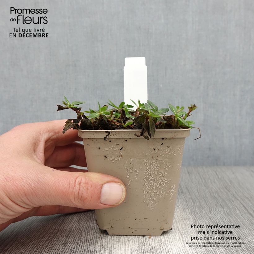 Exemplar von Niederliegender Ehrenpreis Mrs Holt - Veronica prostrata Kleine Töpfe von 8/9 cm wie im Herbst geliefert