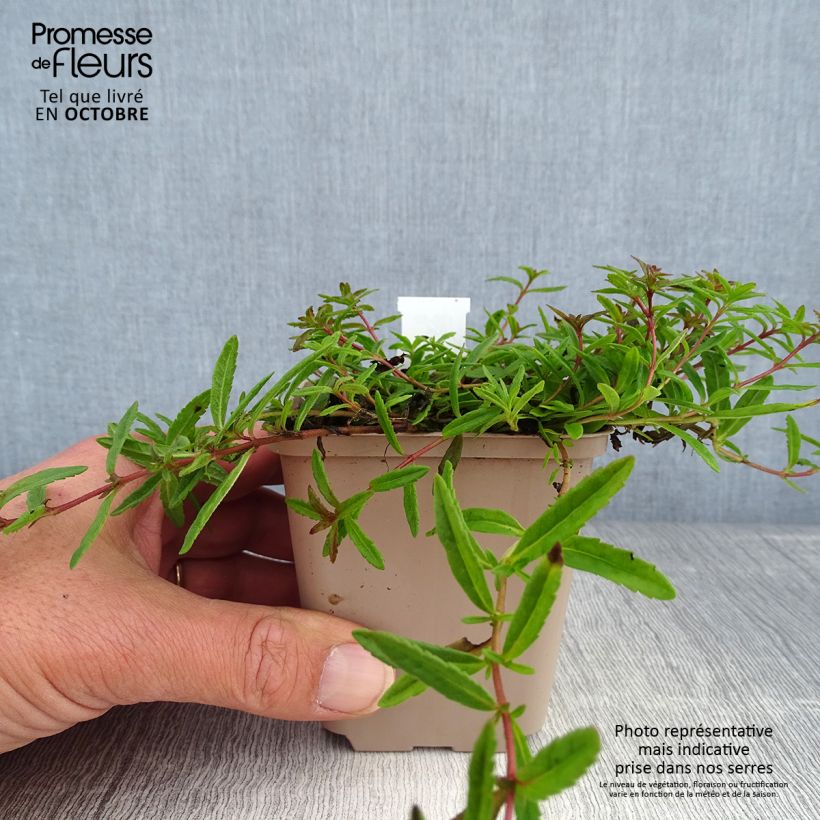 Exemplar von Niederliegender Ehrenpreis - Veronica prostrata Kleine Töpfe von 8/9 cm wie im Herbst geliefert