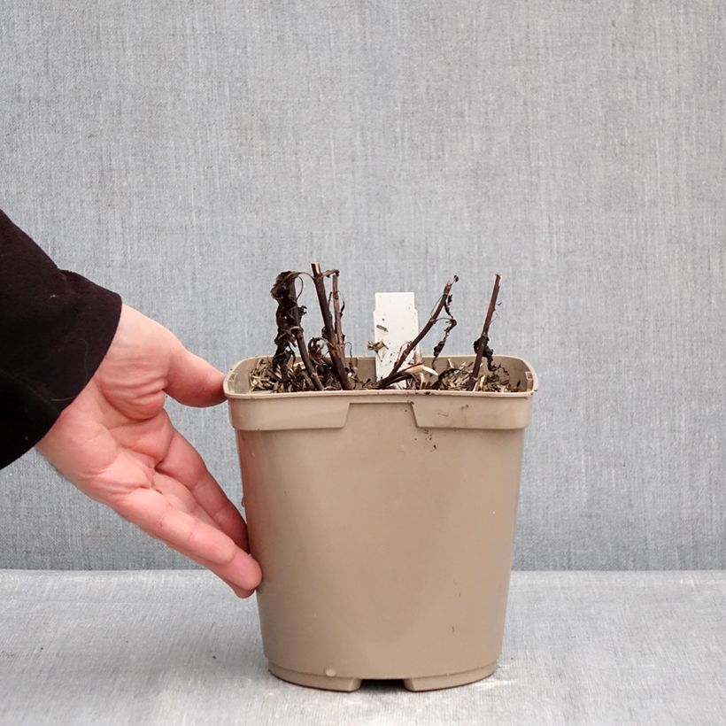 Exemplar von Veronica Purpleicious - Ehrenpreis Topf mit 2L/3L wie im Winter geliefert