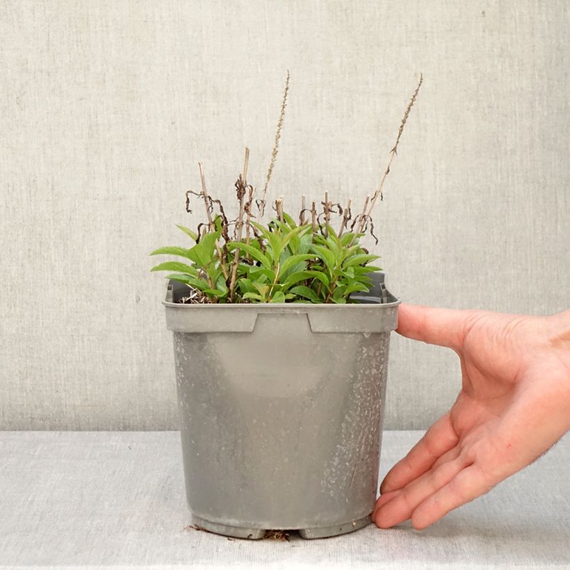 Exemplar von Veronica Baby Blue - Ehrenpreis Topf mit 2L/3L wie im Frühjahr geliefert