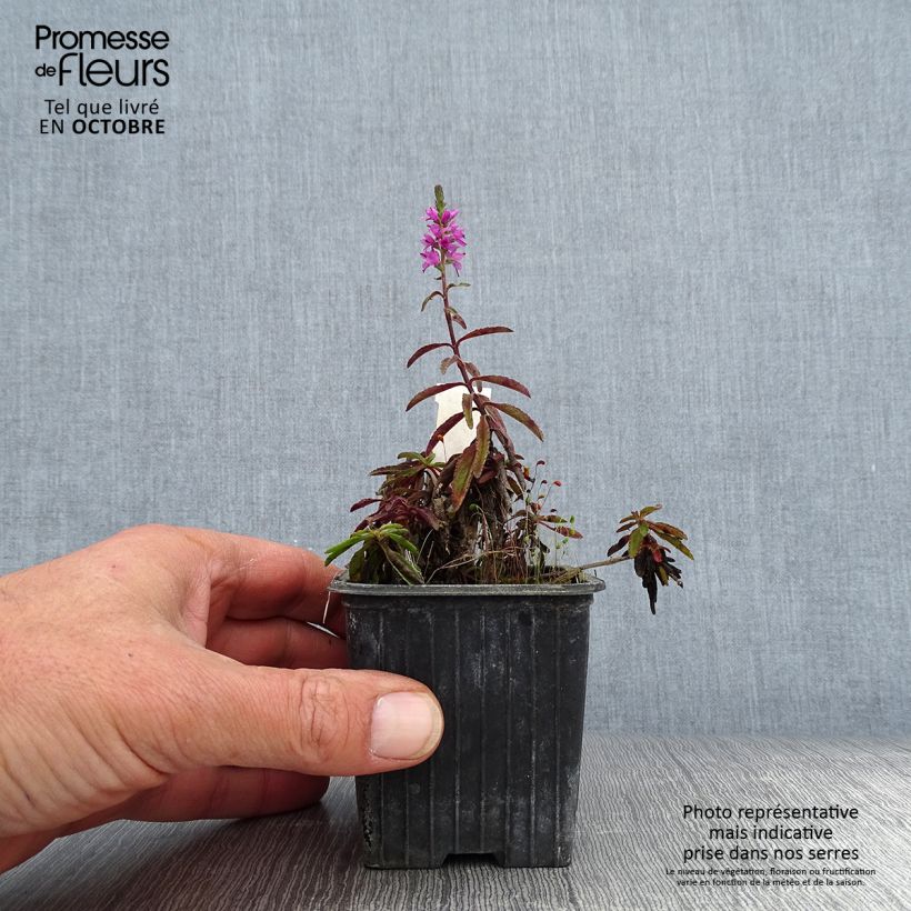 Exemplar von Ähriger Ehrenpreis Barcarolle - Veronica spicata Kleine Töpfe von 8/9 cm wie im Herbst geliefert