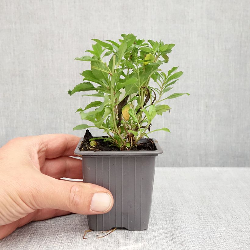 Exemplar von Ähriger Ehrenpreis Bubblegum Candles - Veronica spicata Kleine Töpfe von 8/9 cm wie im Herbst geliefert