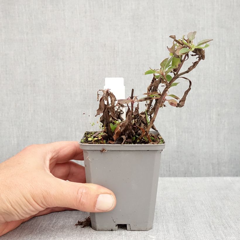 Exemplar von Ähriger Ehrenpreis Erika - Veronica spicata Kleine Töpfe von 8/9 cm wie im Herbst geliefert