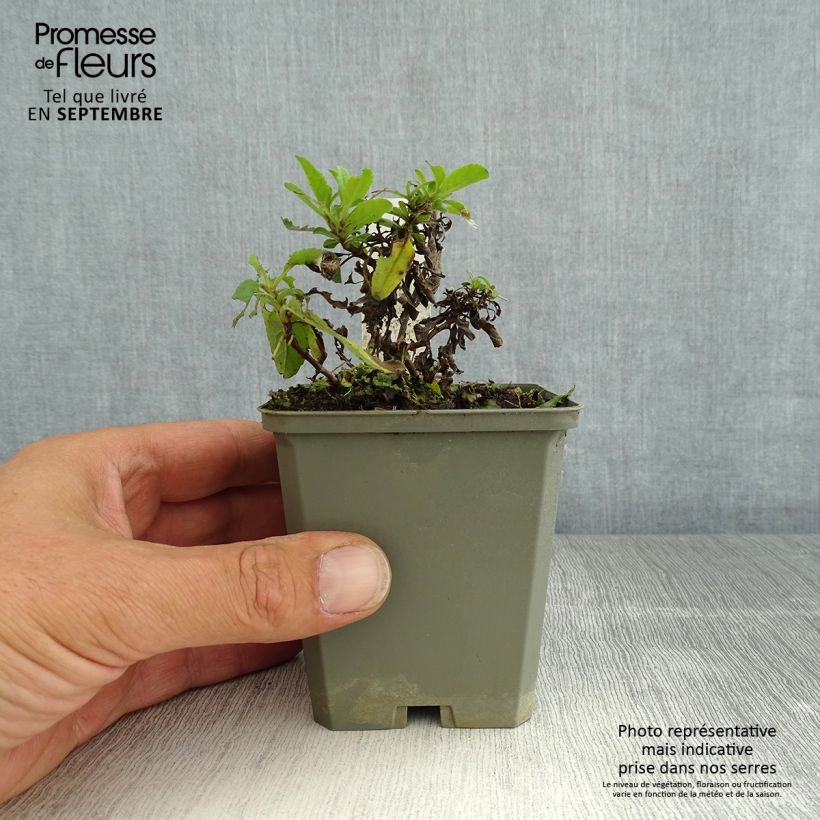 Exemplar von Ähriger Ehrenpreis Erika - Veronica spicata Kleine Töpfe von 8/9 cm wie im Sommer geliefert