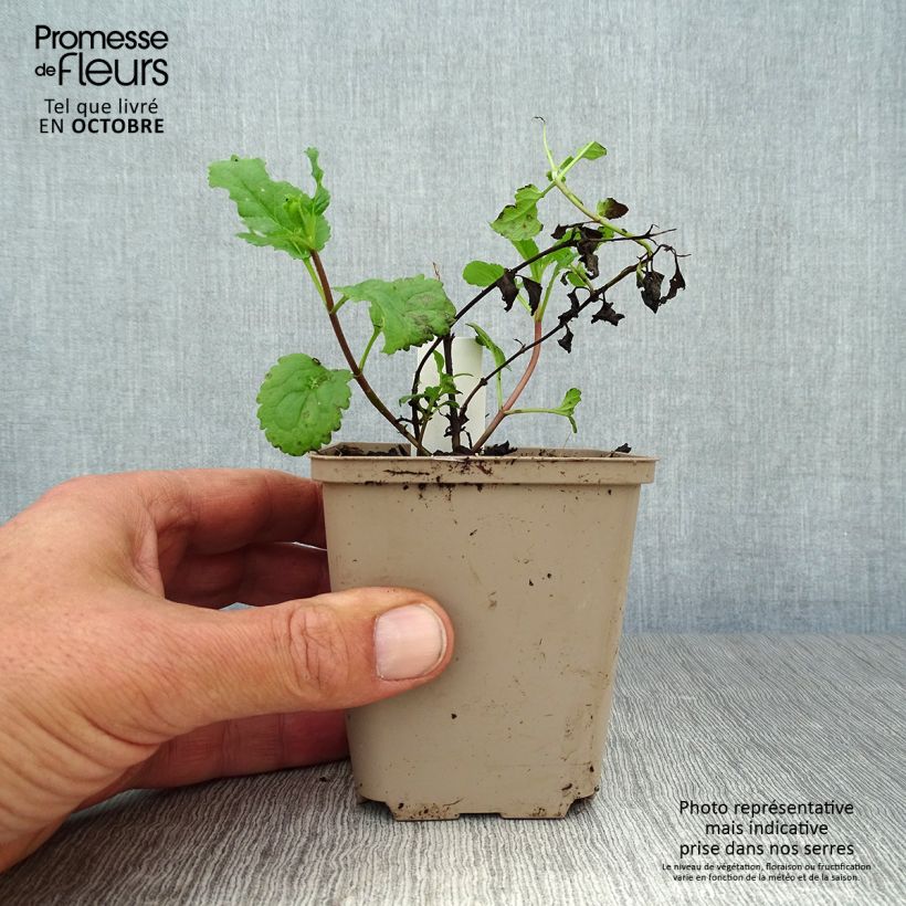 Exemplar von Veronica First Love - Ehrenpreis Kleine Töpfe von 8/9 cm wie im Herbst geliefert