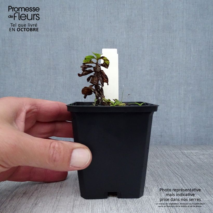 Exemplar von Ähriger Ehrenpreis Icicle - Veronica spicata Kleine Töpfe von 8/9 cm wie im Herbst geliefert
