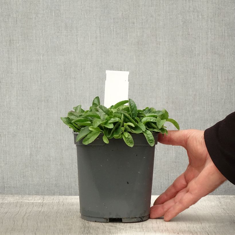 Exemplar von Ähriger Ehrenpreis Nana Blue - Veronica spicata Topf mit 2L/3L wie im Herbst geliefert