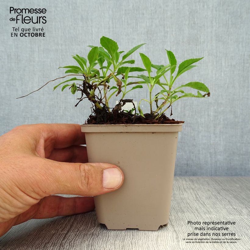 Exemplar von Ähriger Ehrenpreis Rotfuchs - Veronica spicata Kleine Töpfe von 8/9 cm wie im Herbst geliefert