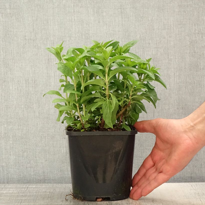 Exemplar von Ähriger Ehrenpreis Royal Candles - Veronica spicata Topf mit 1,5L/2L wie im Frühjahr geliefert