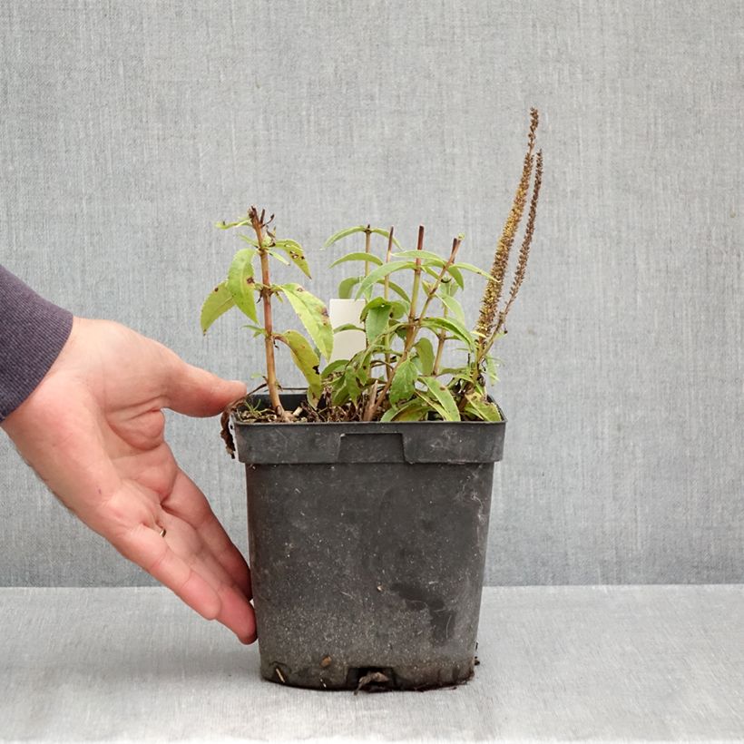 Exemplar von Ähriger Ehrenpreis Ulster Blue Dwarf - Veronica spicata Topf mit 2L/3L wie im Herbst geliefert