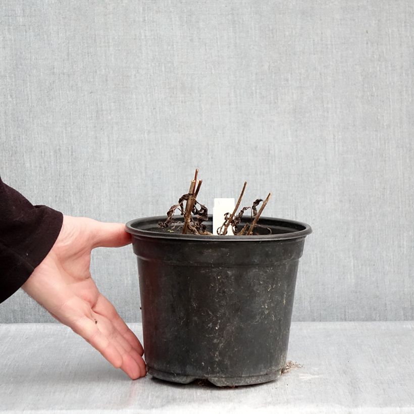 Exemplar von Ähriger Ehrenpreis Ulster Blue Dwarf - Veronica spicata Topf mit 2L/3L wie im Winter geliefert