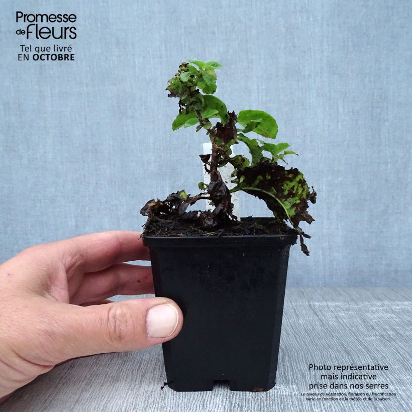Exemplar von Veronica Sunny Border Blue - Ehrenpreis Kleine Töpfe von 8/9 cm wie im Herbst geliefert