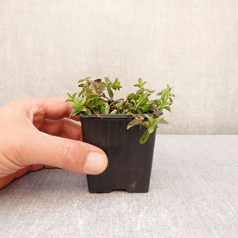 Exemplar von Veronica Kentish Pink - Ehrenpreis Kleine Töpfe von 8/9 cm wie im Frühjahr geliefert