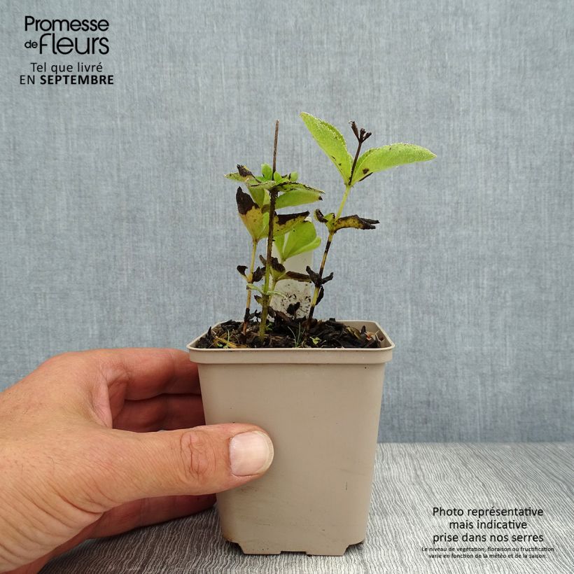 Exemplar von Veronicastrum sibiricum - Sibirischer Ehrenpreis Kleine Töpfe von 8/9 cm wie im Sommer geliefert