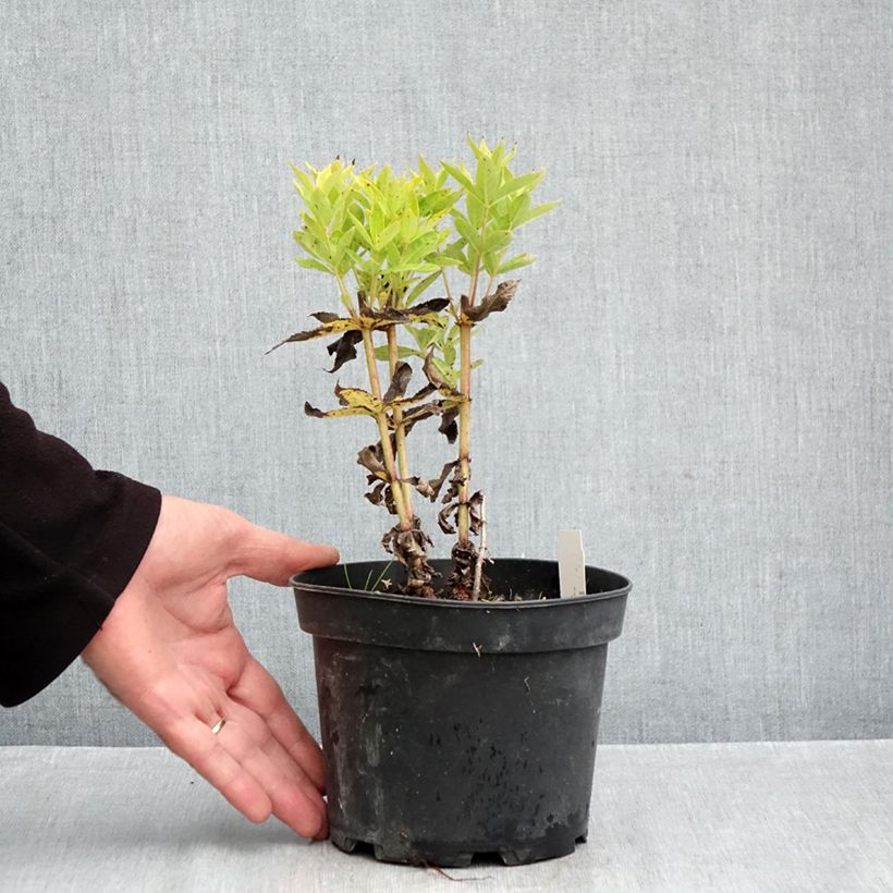 Exemplar von Veronicastrum virginicum Adoration - Virginischer Arzneiehrenpreis Topf mit 2L/3L wie im Herbst geliefert