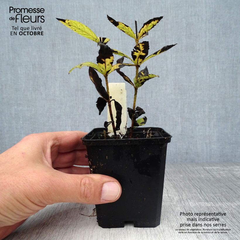 Exemplar von Veronicastrum virginicum Cupid - Virginischer Arzneiehrenpreis Kleine Töpfe von 8/9 cm wie im Herbst geliefert