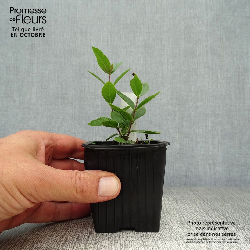 Exemplar von Veronicastrum virginicum Erica - Virginischer Arzneiehrenpreis Kleine Töpfe von 8/9 cm wie im Herbst geliefert