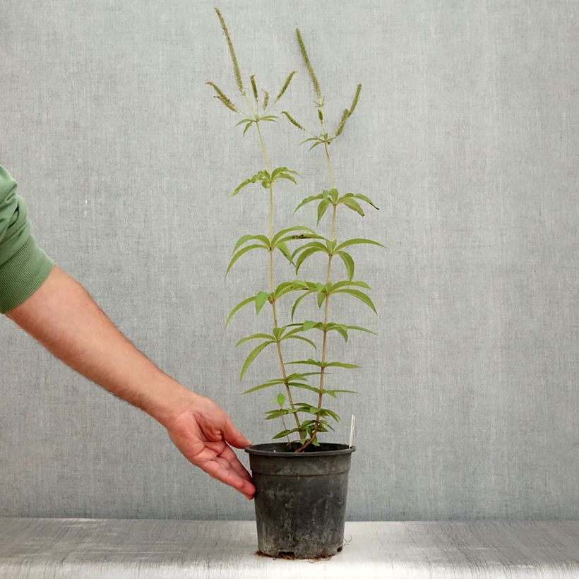 Exemplar von Veronicastrum virginicum Fascination - Virginischer Arzneiehrenpreis Topf mit 2L/3L wie im Sommer geliefert