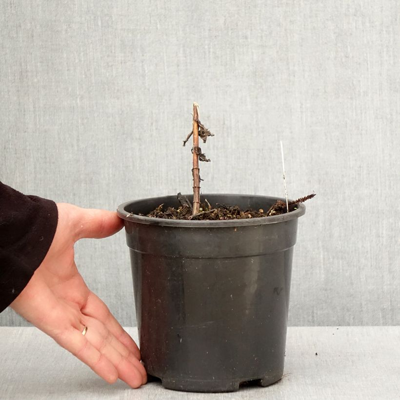 Exemplar von Veronicastrum virginicum Fascination - Virginischer Arzneiehrenpreis Topf mit 2L/3L wie im Frühjahr geliefert