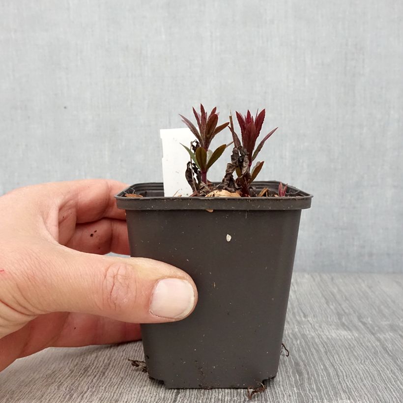 Exemplar von Veronicastrum virginicum Kleine Erika - Virginischer Arzneiehrenpreis Kleine Töpfe von 8/9 cm wie im Frühjahr geliefert